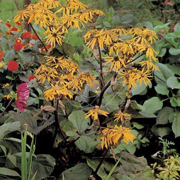 Séneçon (Ligularia dentata 'Desdemona')