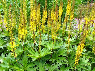 Séneçon (Ligularia przewalskii)