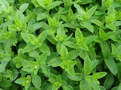 Menthe verte (Mentha spicata)