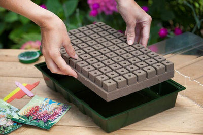 Ensemble de plateaux de culture avec substrat de culture H11x35x23,5cm (7x11 cellules)