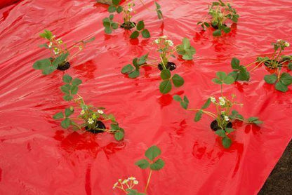 Kweekfolie voor aardbeien rood - Kweekbenodigdheden