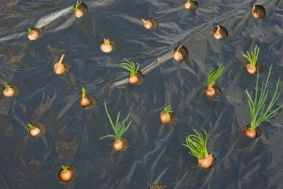 Feuille de culture pour petits légumes