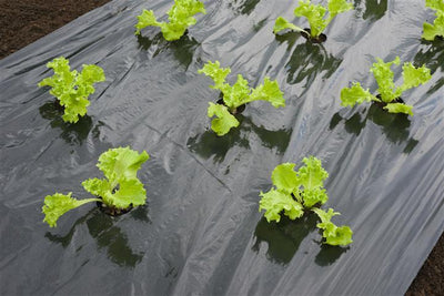 Film de culture pour laitue noire