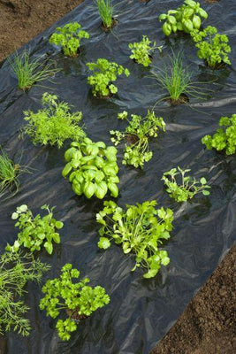 Feuille de culture pour herbes aromatiques de jardin