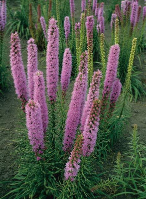 Lustreuse de lampes (Liatris spicata 'Floristan Violett')
