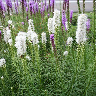 Lustreur de lampes (Liatris spicata 'Floristan Weiss')