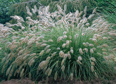 Herbe à lamproie (Pennisetum alopecuroides)