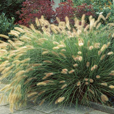 Herbe lamproie (Pennisetum alopecuroides 'Hameln')