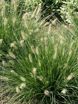 Herbe lamproie (Pennisetum alopecuroides 'Little Bunny')