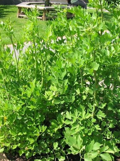 Lavas, maggiekruid (Levisticum officinalis) - Tuinplanten