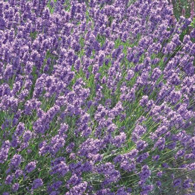 Lavande (Lavandula angustifolia 'Dwarf Blue')