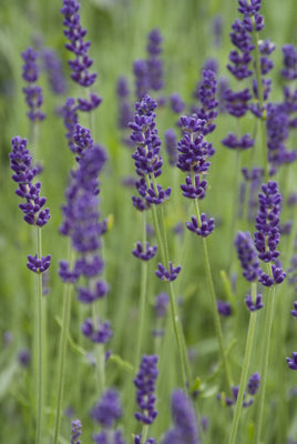 Lavande (Lavandula angustifolia 'Hidcote')
