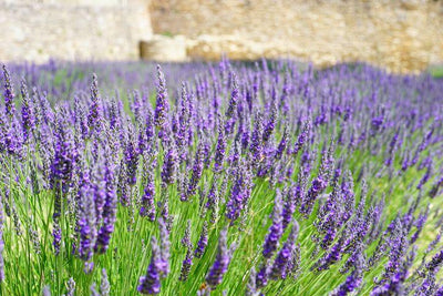 Lavande (Lavandula angustifolia 'Munstead')