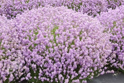 Lavande (Lavandula angustifolia 'Rosea')