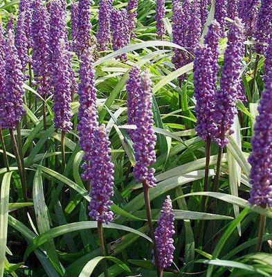 Liriope muscari 'Moneymaker' (Herbe de lys)