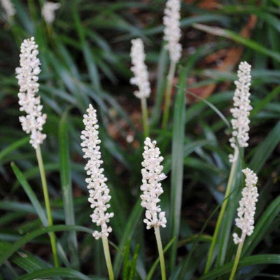 Liriope muscari 'Monroe White' (Herbe à muguet)