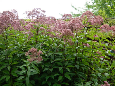 Hépatique (Eupatorium mac. 'Atropurpureum')