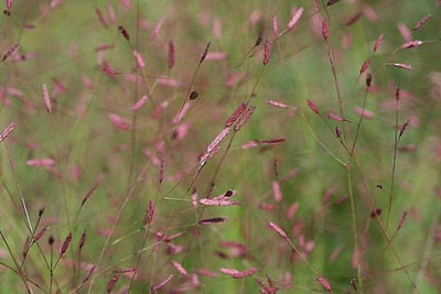 Herbe d'amour (eragrostis spectabilis)