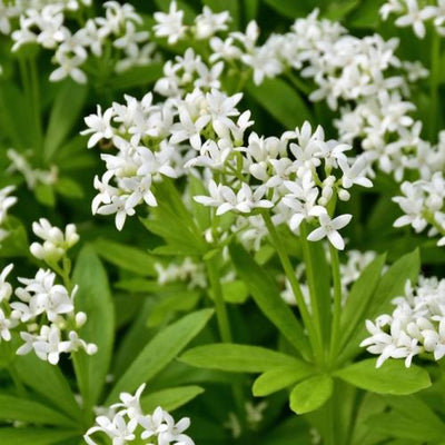 Aspérule odorante (Galium odoratum)