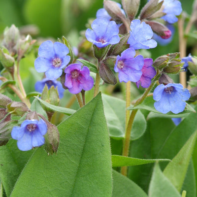 Pulmonaire (Pulmonaria angustifolia 'Azurea')