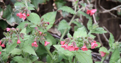 Pulmonaire (Pulmonaria rubra 'Redstart')