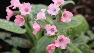 Pulmonaire (Pulmonaria saccharata 'Dora Bieleveld')