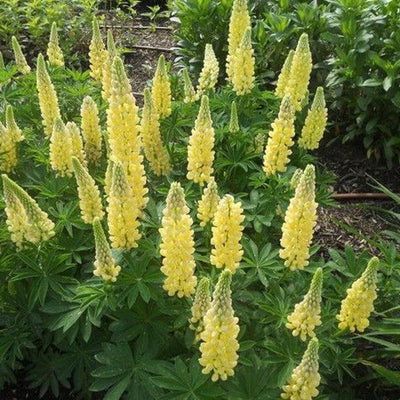 Lupin (Lupinus 'Chandelier')