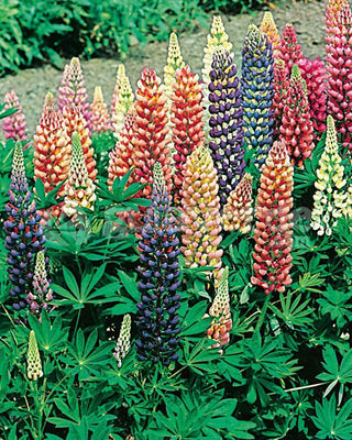 Lupin (Lupinus 'Minarette')