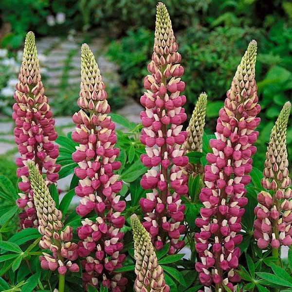 Lupine (Lupinus 'The Chatelaine') - Tuinplanten