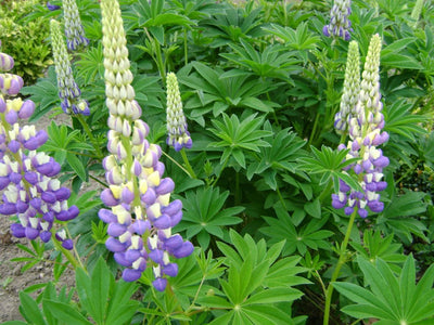 Lupin (Lupinus 'Le Gouverneur')