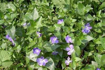 Pervenche (Vinca major)