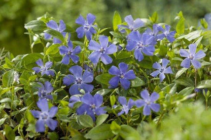 Maagdenpalm (Vinca minor) - Tuinplanten