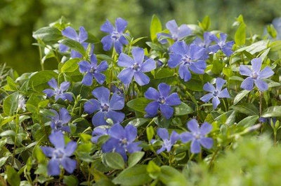Pervenche (Vinca minor)