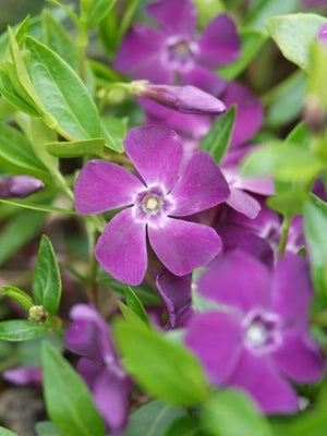 Pervenche (Vinca minor 'Atropurpurea')