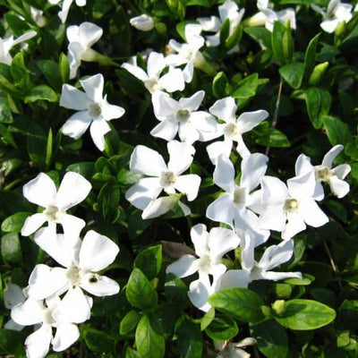 Pervenche (Vinca minor 'Gertrude Jekyll')