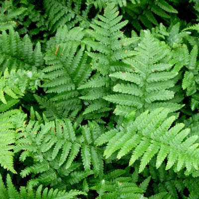 Fougère mâle (Dryopteris filix-mas)