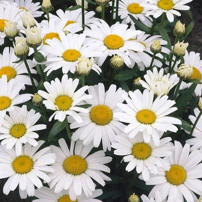 Marguerite (Leucanthemum 'Alaska')