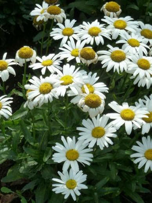 Marguerite (Leucanthemum 'Silberprinzesschen')