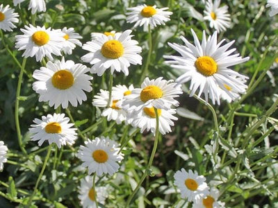 Marguerite (Leucanthemum vulgare 'Maikönigin')