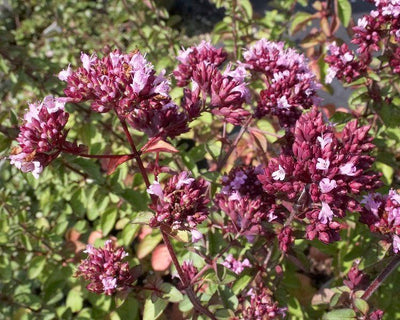 Marjolaine (Origanum 'Rosenkuppel')