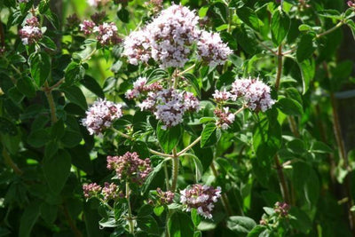 Marjolaine (Origanum vulgare 'Compactum')