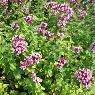 Marjolaine (Origanum vulgare)