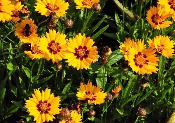 Meisjesogen (Coreopsis lanceolata 'Baby Gold') - Tuinplanten