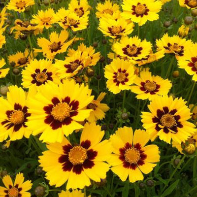 Yeux de fille (Coreopsis lanceolata 'Sterntaler')