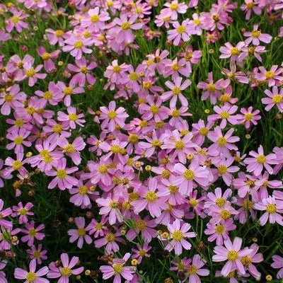 Coreopsis rosea 'American Dream' (Coreopsis rosea 'American Dream')