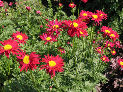 Grande camomille (Tanacetum 'Robinson's Red')