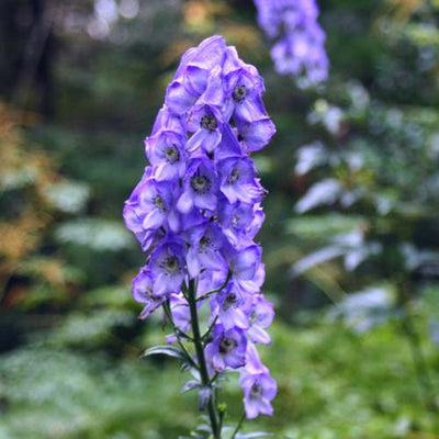 Aconitum carmichaelii 'Arendsii' (Aconitum carmichaelii)