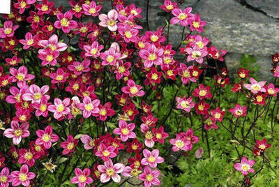 Saxifrage de mousse (Saxifraga (A) 'Blütenteppich')
