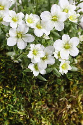 Saxifrage de mousse (Saxifraga (A) 'Schneeteppich')
