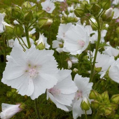 Mauve musquée (Malva moschata 'Alba')